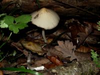 Behangener Faserling
